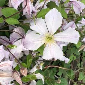 White Prince Charles Clematis (Clematis viticella White Prince Charles) Img 1